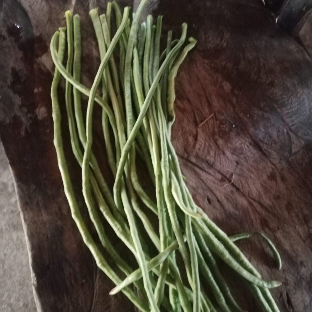 Kacang Panjang Hasil Panen Kebun Gizi Keluarga di Desa Eilogo