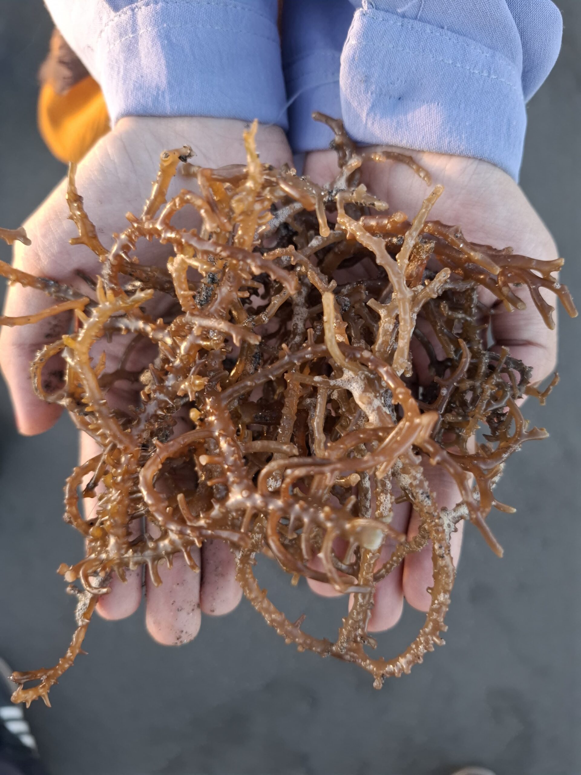 Bulukumba Cultural Seaweed