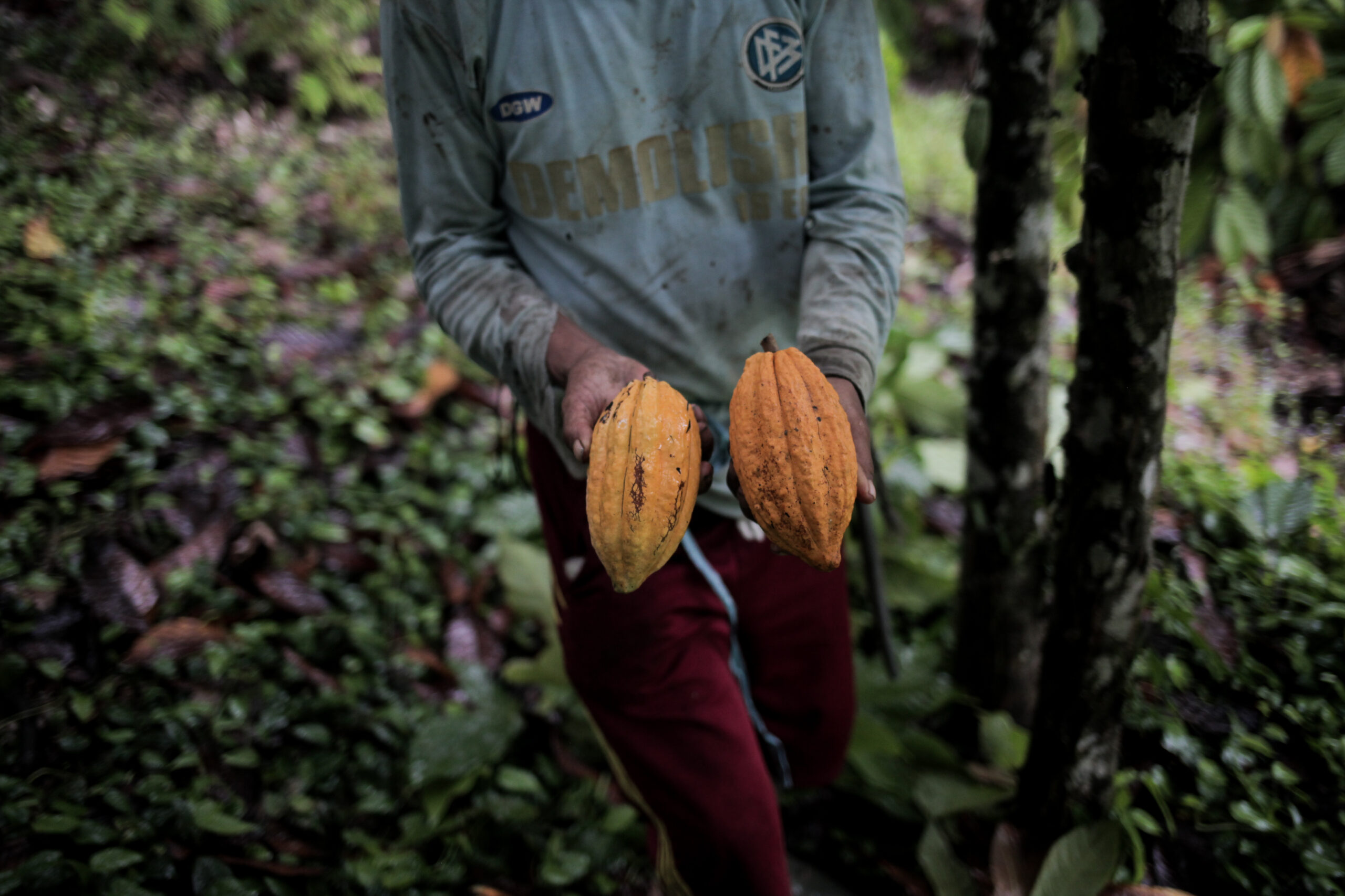 Sari Tani Cocoa