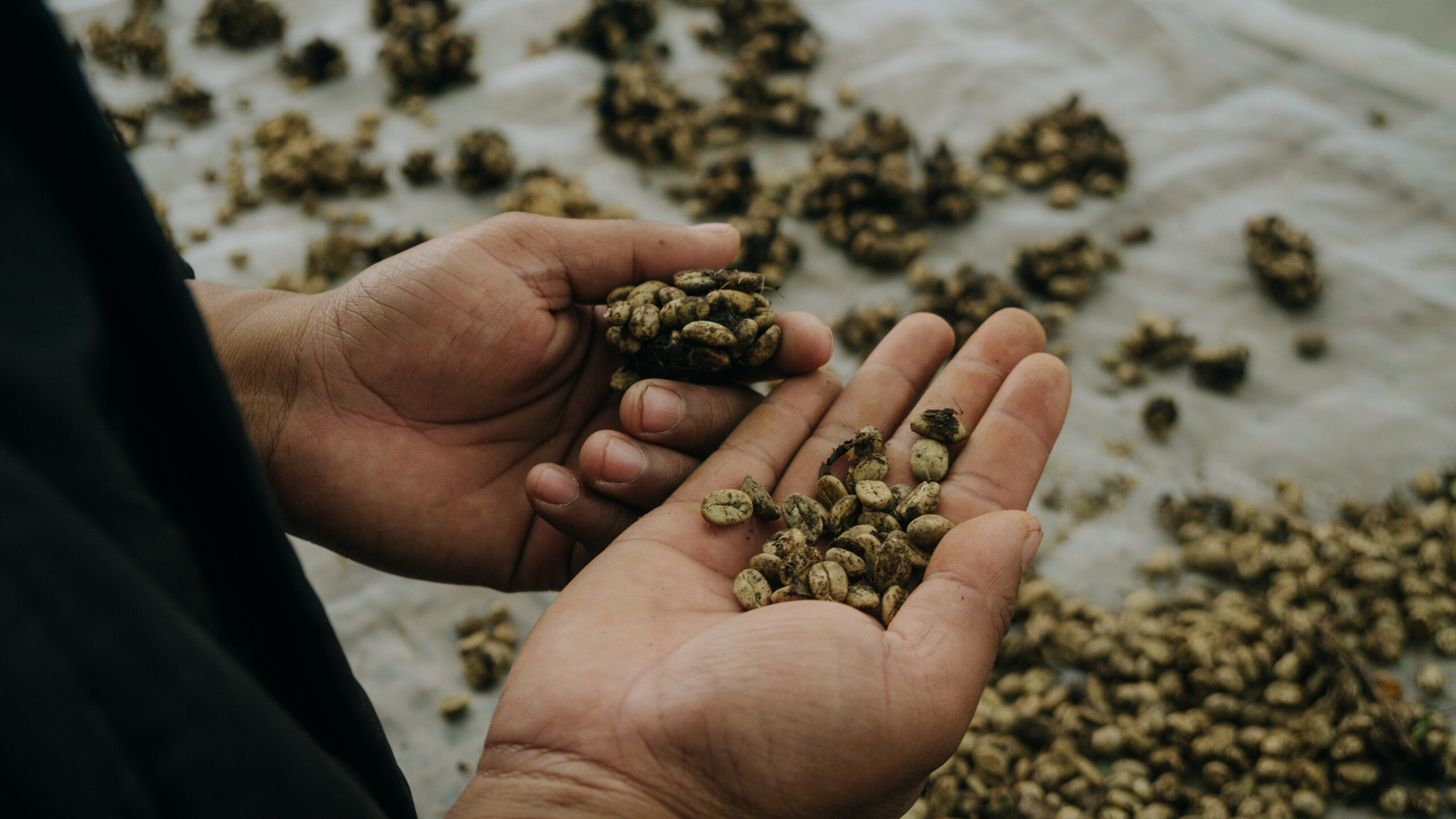 Sibuthak Arabica