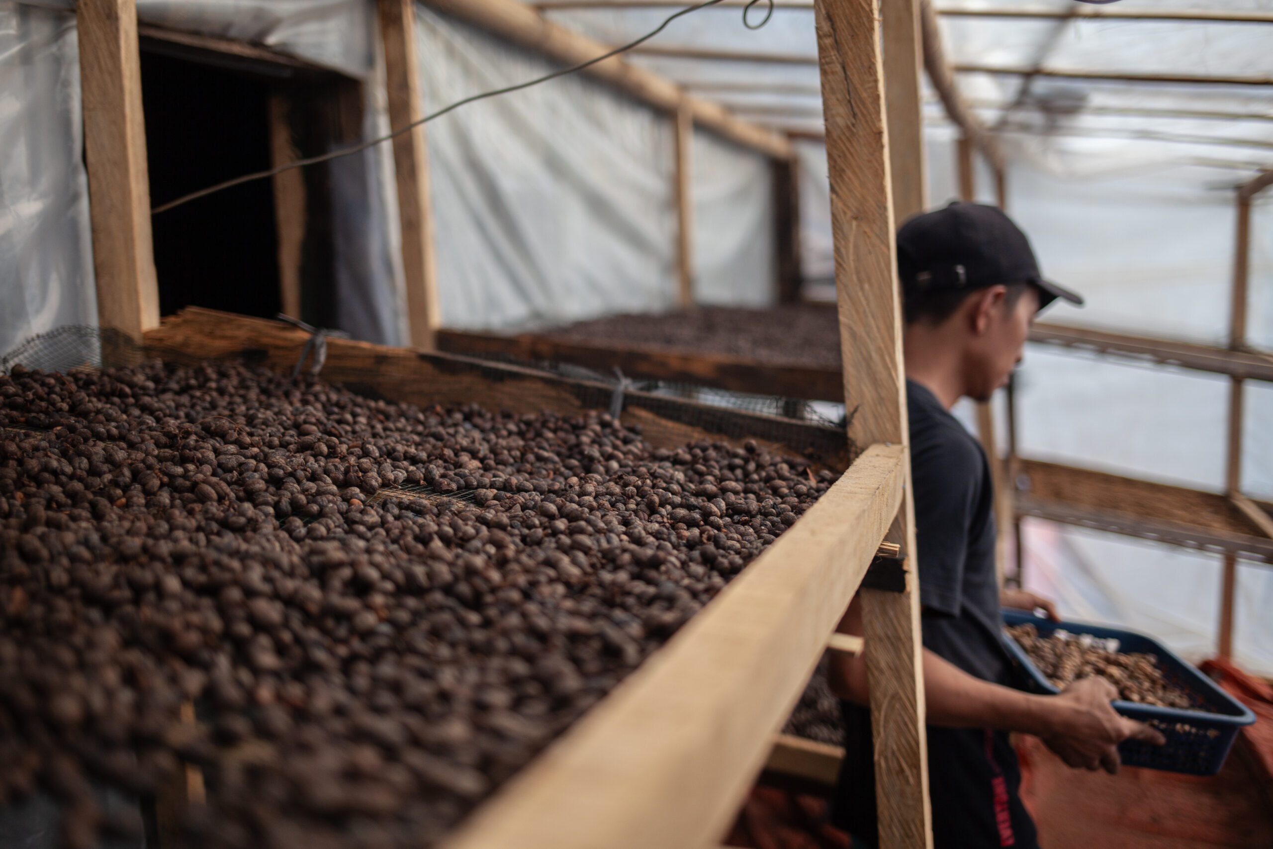 Rimba Lestari Arabica