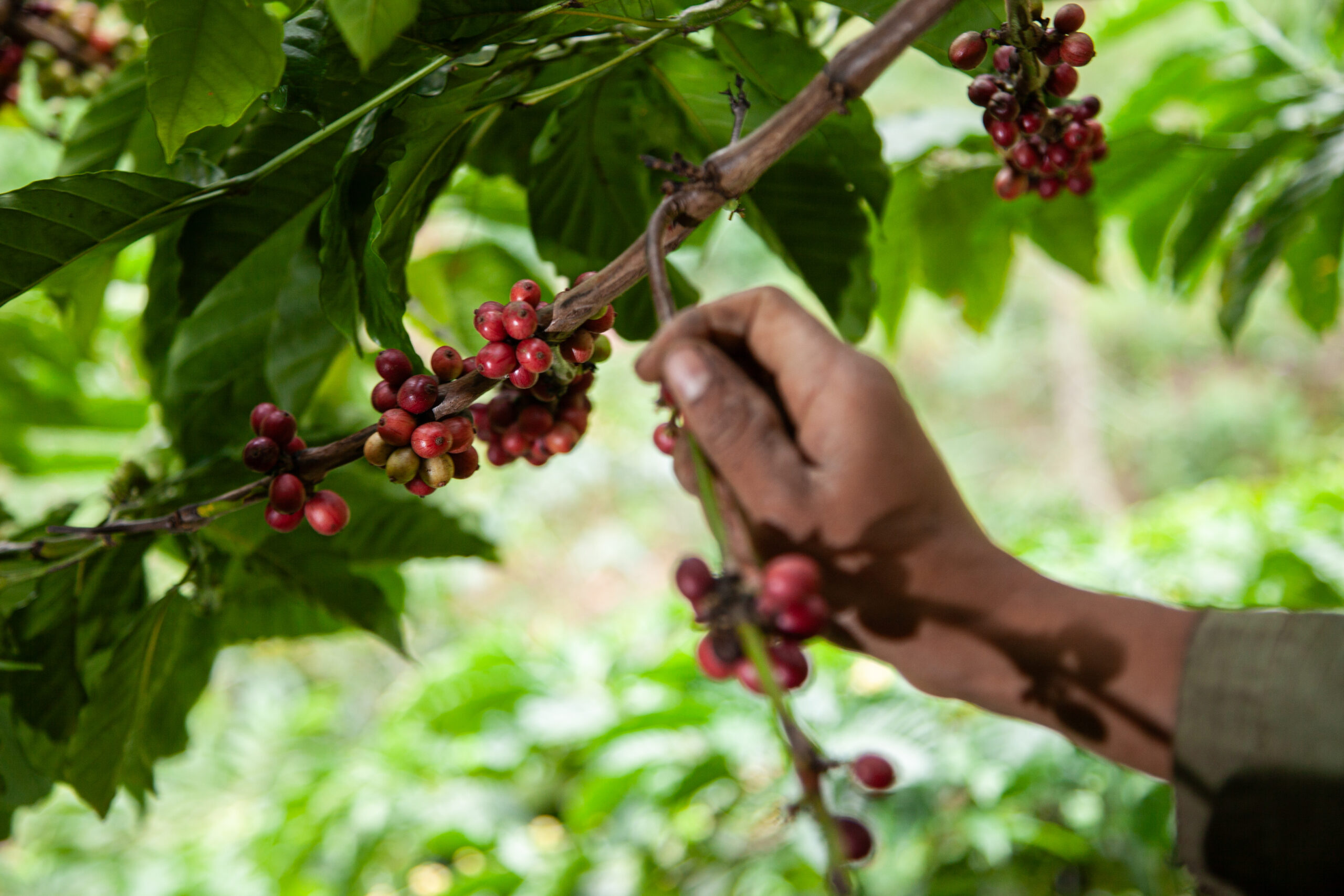 Rimba Lestari Robusta