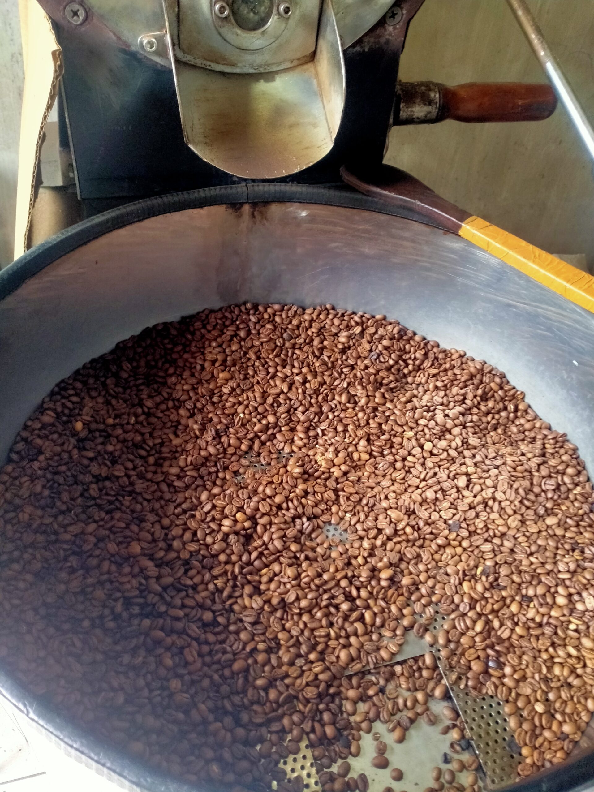 Sibuthak Robusta