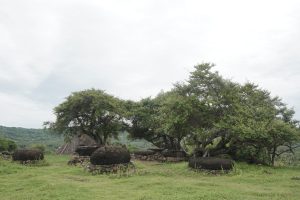 DZL00415