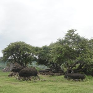DZL00415